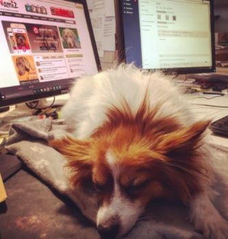 Animaux en entreprise : un vrai facteur de cohésion