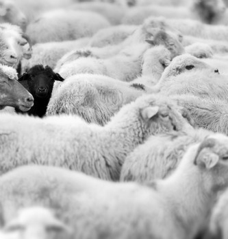 Manager comme un maître berger