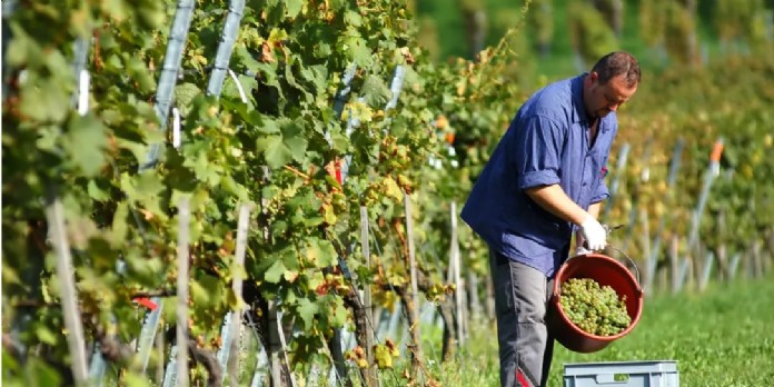 Le nombre de vignerons expéditeurs a reculé de 33 % en 20 ans, pour atteindre 3 995 en 2019. Shutterstock
