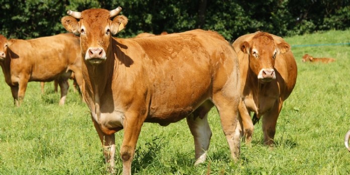 BioArmor devient société à mission