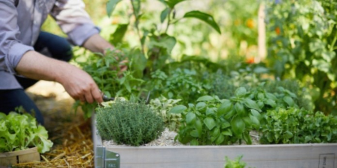 Botanic devient société à mission