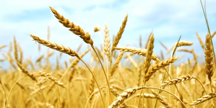 Nestlé Céréales soutient ses agriculteurs