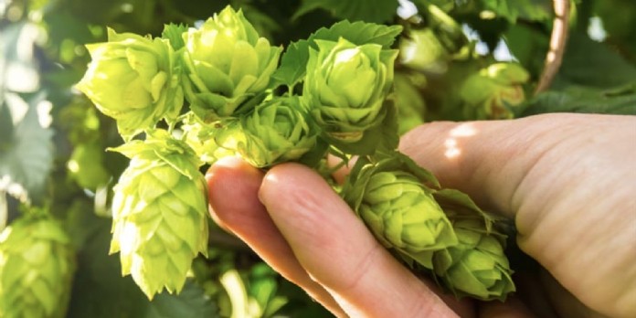 La bière Fischer renforce son engagement environnemental