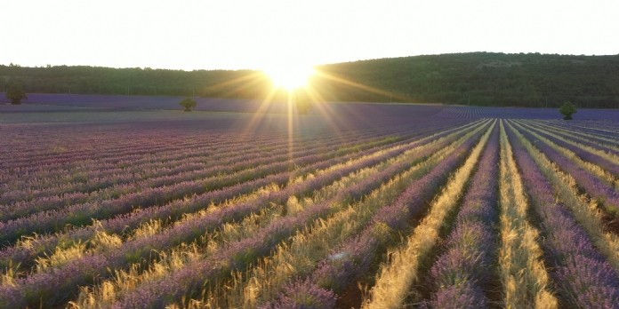 L'Occitane mise sur l'agroécologie