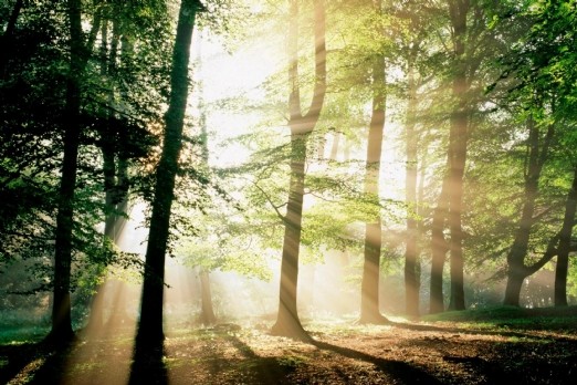 Le groupe Schmidt s'engage avec WWF