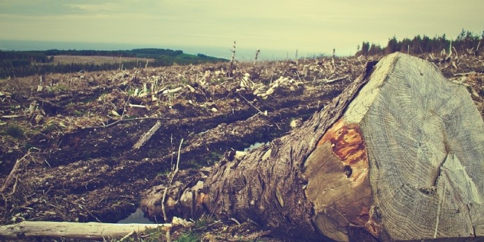 Déforestation et activités agricoles : liaisons dangereuses