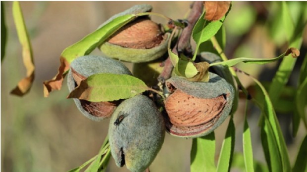 La Compagnie des Amandes veut relocaliser la production agricole de l'amandier en France