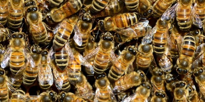 Le Parlement Européen organise une semaine pour les pollinisateurs