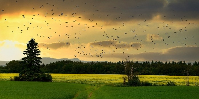 La fondation Nature & Découvertes s'engage en faveur de la biodiversité