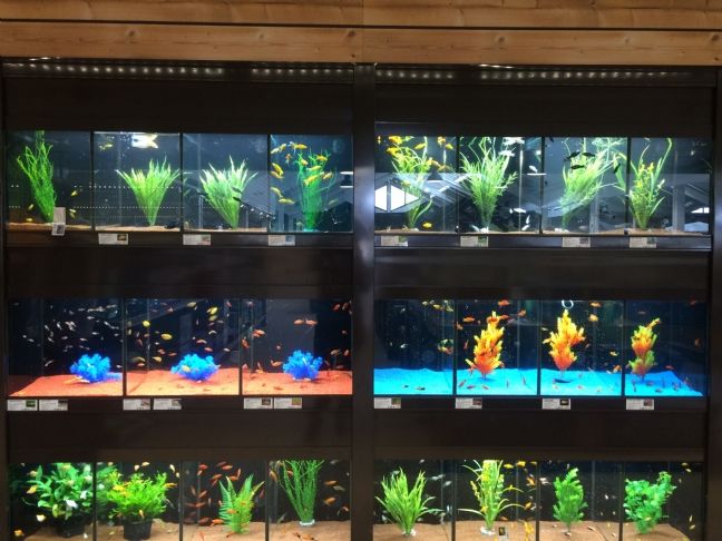 96 Petit Aquarium Design Jardiland HD Terbaru